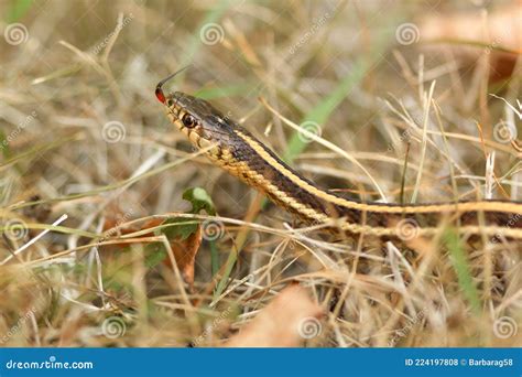 Close Up Of A Common Garter Snake Slithering Around In The Dead Grass