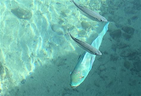 Lagoonarium InterContinental Tahiti