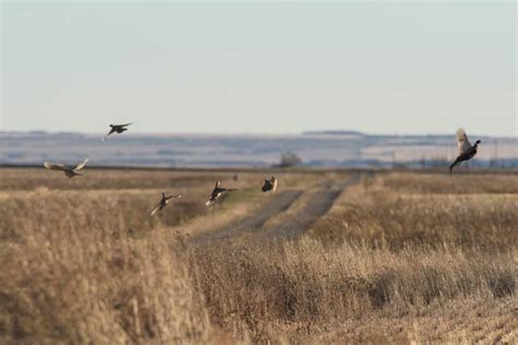 Public-Land Pheasants in South Dakota - Gun Dog Magazine