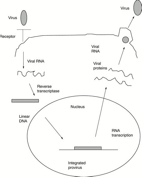 Retroviral Vectors Molecular Pathology