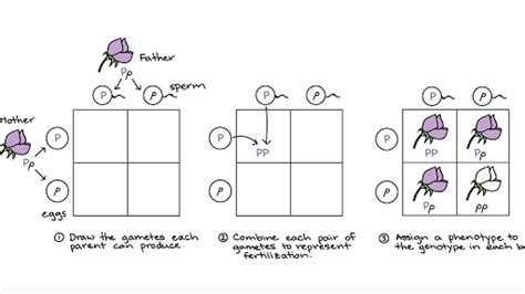 Mendels Law Of Segregation Genetics Article Khan Academy