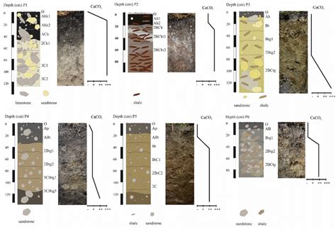 Photographs And Simplified Drawings Of Studied Soil Profiles