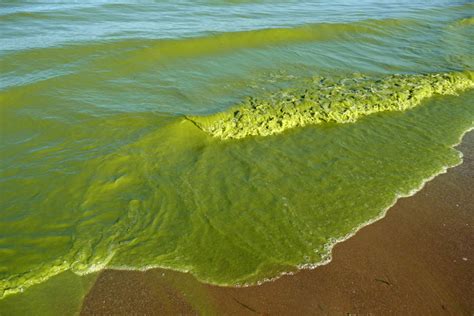 Water Treatment Algal Toxins Blue Accounting