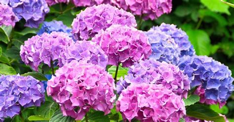 Hydrangea Lower Classifications Hydrangea Types Which One Is Yours Hydrangeas Are A Classic