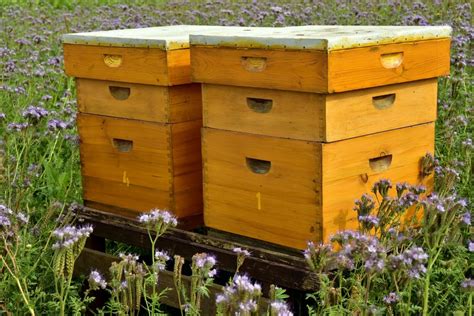 How To Choose Wood And Paint For Beehives Complete Beehives