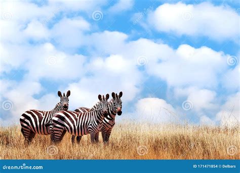 Gruppe Wildv Gel Zebras In Der Afrikanischen Savanne Gegen Den Sch Nen