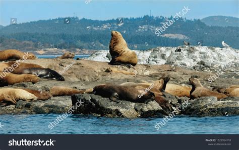 Seals Salish Sea Stock Photo 1522954118 Shutterstock