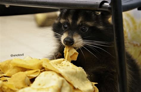 Пушистые антидепрессанты / Питомцы