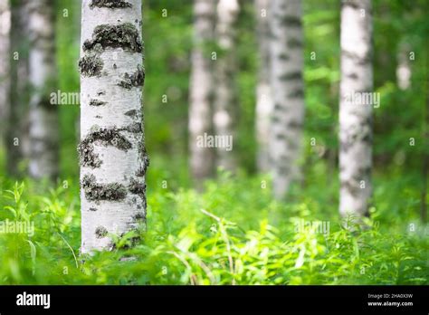 Birch Tree Betula Pendula Forest In Summer Focus On Foreground Tree