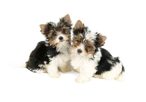 Biewer Terrier Puppies