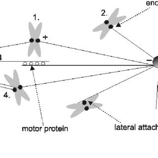 Microtubules and kinetochore-microtubule attachments. The mitotic ...