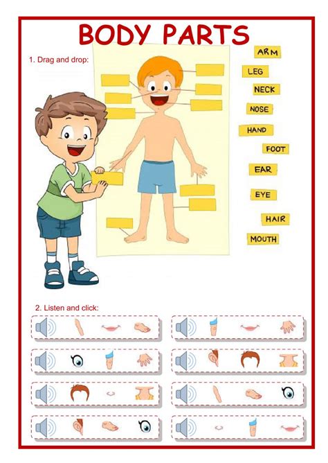 Liveworksheets Parts Of The Body