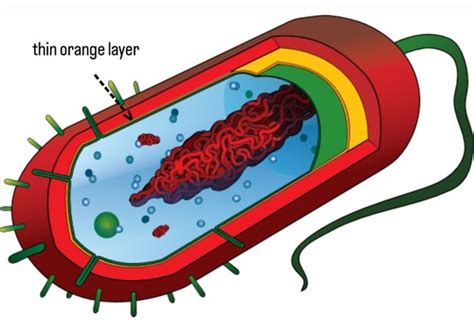 Microbiology- Cell Envelope Flashcards | Quizlet