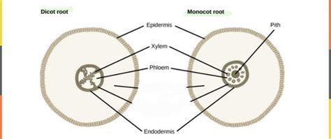 Plant Anatomy Gymnosperms Flashcards Quizlet