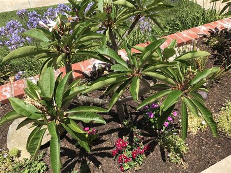 Plumeria Leaves Curling In The Ask A Question Forum Garden Org