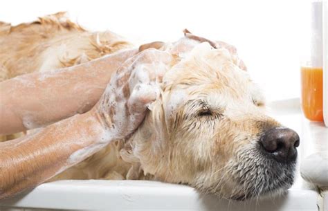 Best Dog Shampoos Lovetoknow