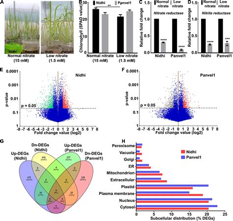 Frontiers Comparative Transcriptomic Analyses Of Nitrate Response In