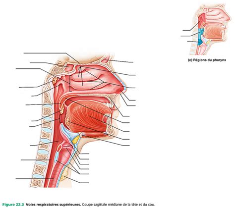 Le Syst Me Respiratoire Voies Respiratoire Sup Rieures Diagram