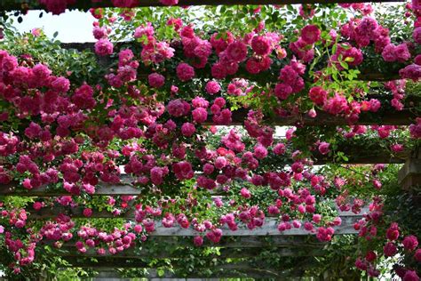 Rosedal Y P Rgola De Rosas Fragantes En Kew Gardens El Blog De La Tabla