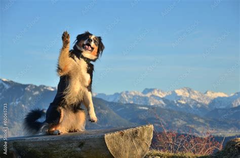 Hund Zeigt Pfote Zum Gruss Stock Foto Adobe Stock