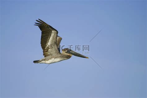 Pelecanus Occidentalis