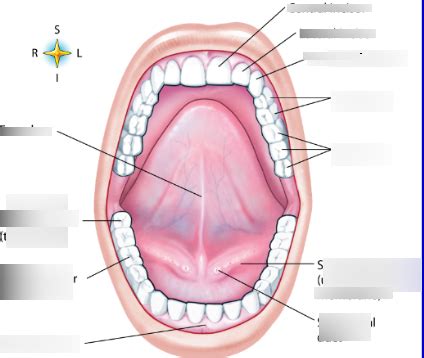 teeth Diagram | Quizlet