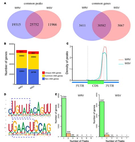 Figure 1 From Transcriptome Wide N6 Methyladenosine M6a Profiling Of