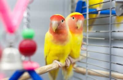 Pet Bird Care Guide | Basic of Caring for Your Pet Bird