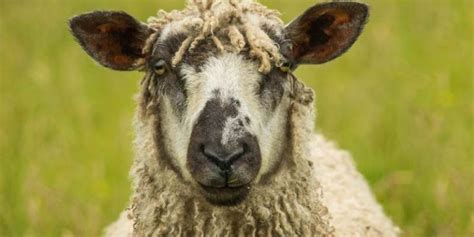 11 Rare Sheep Breeds You Need To Meet With Pictures Farming Base