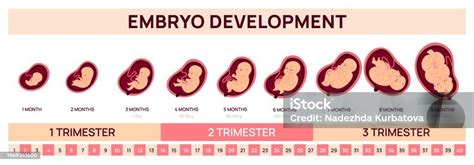 Infografis Perkembangan Janin Manusia Tahap Prenatal Pertumbuhan Embrio