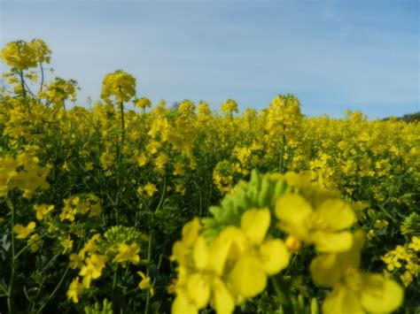 Rapeseed Agriculture - Free photo on Pixabay - Pixabay