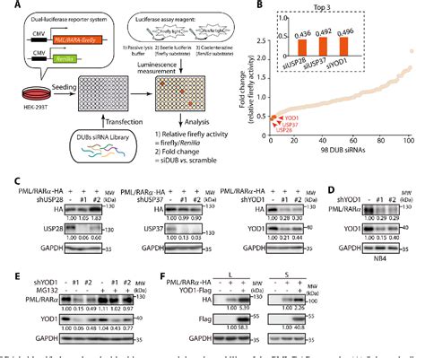 Figure From Blockade Of Deubiquitinase Yod Degrades Oncogenic Pml