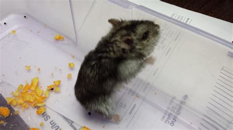 Cutest Infestation Ever Is It A Hamster Our Office Is Overrun With