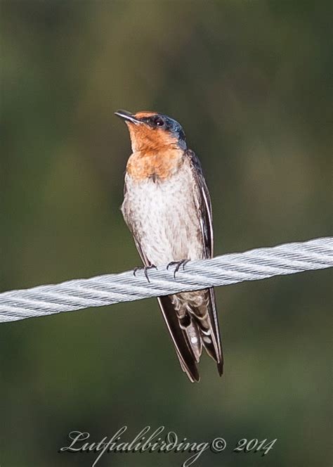 Lutfiali Bird Photography Pacific Swallow Hirundo Tahiticalayang