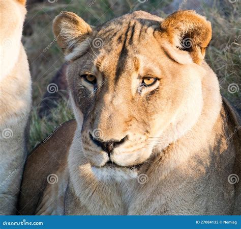 Portrait Of Lioness Stock Photo Image Of Mane Mammal 27084132