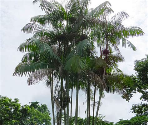 How To Grow Acai Palm Tree (Euterpe oleracea)