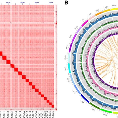 Pdf Insights Into Chromosomal Evolution And Sex Determination Of