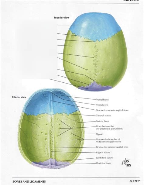 Calvaria Diagram Quizlet