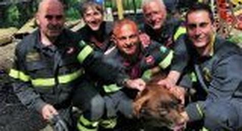 Sepolto Da Una Frana Cane Salvato Dai Vigili Del Fuoco