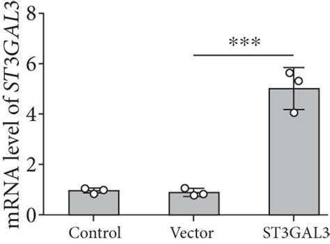 St Gal Promoted The Proliferation Of Mh A Cells A B After Mh A