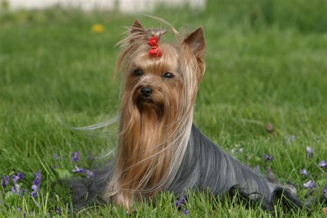 Race De Chien Yorkshire Terrier Tout Chien Le Magazine