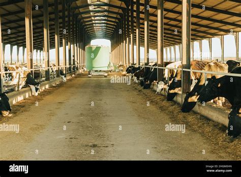 Tractor Cows Hi Res Stock Photography And Images Alamy