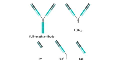 Antibody Structure Fab Fc Top Sellers