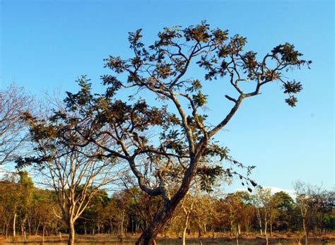 Cerrado Biome - Carbon Streaming