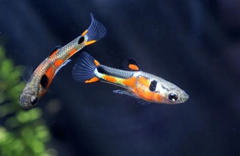 Keep Endler Guppies in the Aquarium - Aquarium-Fish-Plants.com