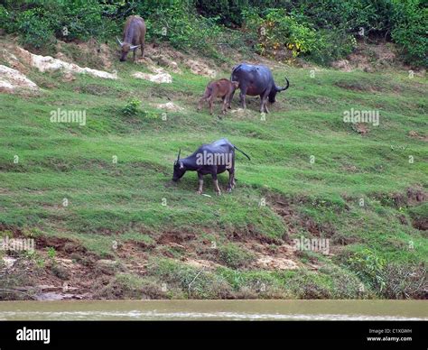 Water Buffalo Or Domestic Asian Water Buffalo Bubalus Bubalis Stock