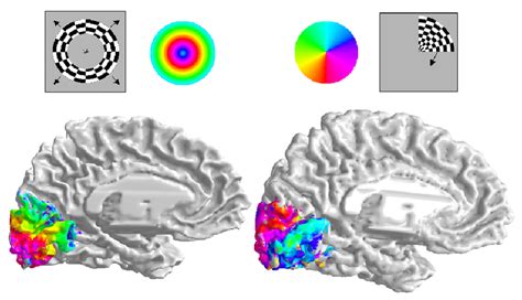 The Retinotopy Paradigm Two Stimuli Are Used To Measure The