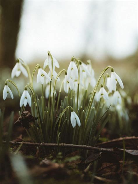 Snowdrops Flowers Flowering - [1620x2160]