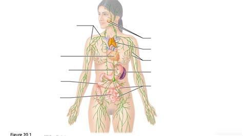 Overview Of Lymphatic System Diagram Quizlet