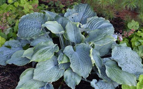 Buy Diamond Lake Hosta Lily Free Shipping Wilson Bros Gardens